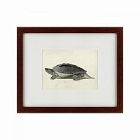 картина: a hand-painted illustration of a burmese roofed turtle, 1873 в Тюмени
