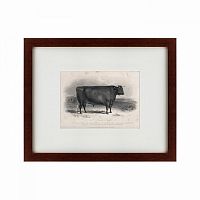 картина: a devon bull, 1849 в Тюмени