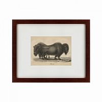 картина: bison, 1828 в Тюмени