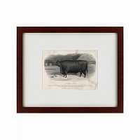 картина: a devon steer, 1869 в Тюмени