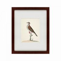 картина: the brown bird в Тюмени