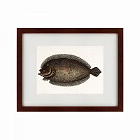 картина: sole fish, 1722 в Тюмени
