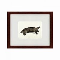 картина: a hand-painted illustration of an arakan forest turtle, 1872 в Тюмени
