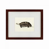 картина: a hand-painted illustration of an elongated tortoise, 1873 в Тюмени