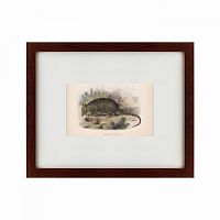 картина: armadillo, 1860 в Тюмени