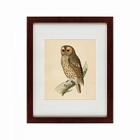 картина: brown owl, 1760 в Тюмени