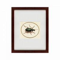 картина: beetle, 1700 в Тюмени